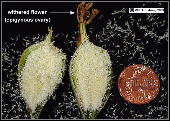 Cápsula com sementes de orquídeas aberta