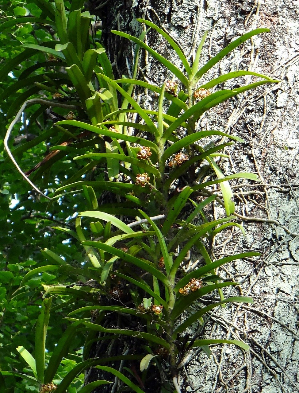 Classificação das orquídeas quanto ao crescimento Bioma Plantas