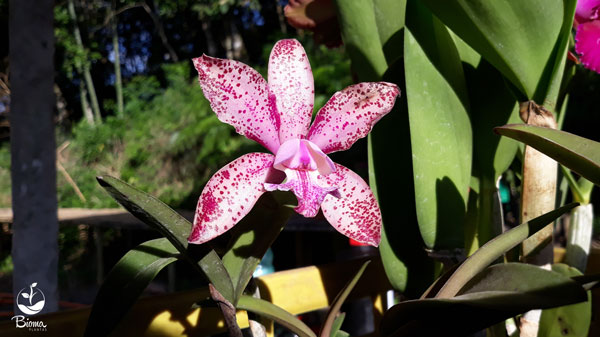 Muda orquídea Cattleya Leopoldi