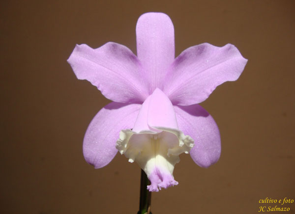 Muda orquídea Cattleya Ludigessi
