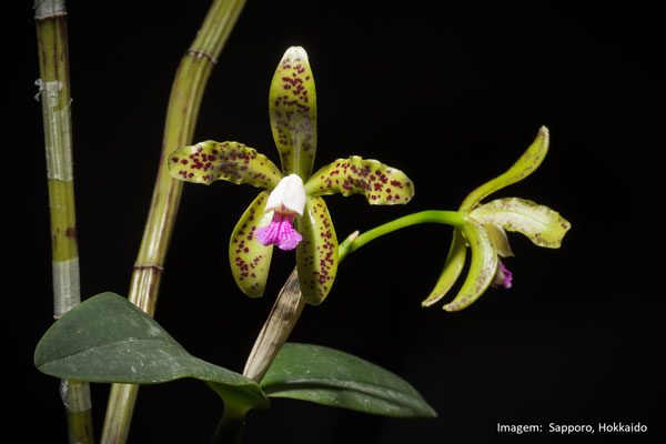 Muda orquídea Cattleya Gutata Coerulea