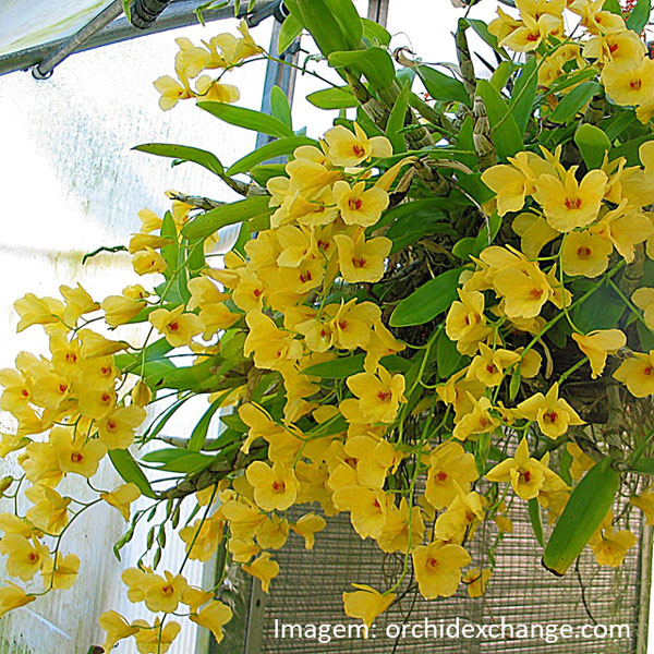 Muda orquídea Dendrobium amarelo