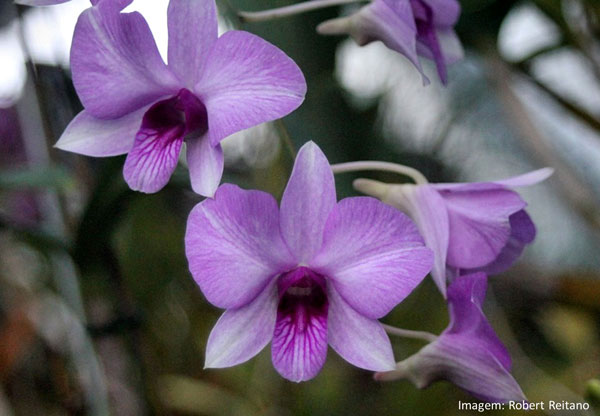 Muda orquídea Denphal Roxa