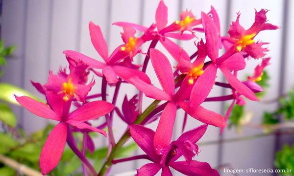 Muda orquídea Epidendrum Secundum
