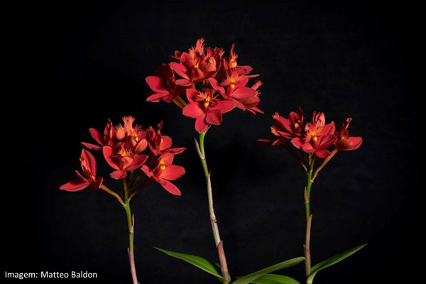 Muda orquídea Epidendrum vermelho