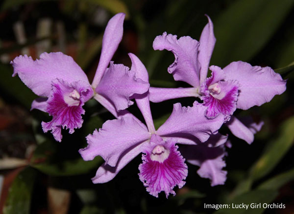 Muda orquídea Laelia Lobata