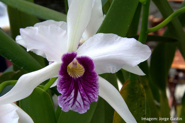 Muda orquídea Laelia Purpurata Roxo Bispo