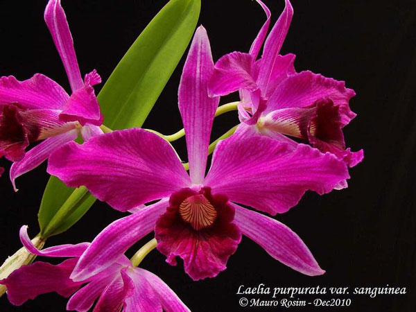 Muda orquídea Laelia purpurata sanguínea