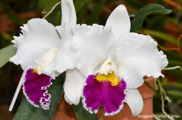 Muda orquídea Laeliacatleya mildred rives