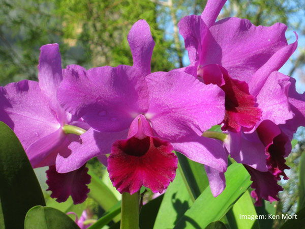 Muda orquídea Laeliacattleya molly tyller riopelle