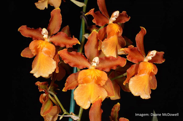 Muda orquídea Oncidium Catatante