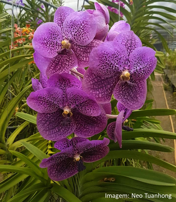 Muda orquídea Vanda Roxa atacado