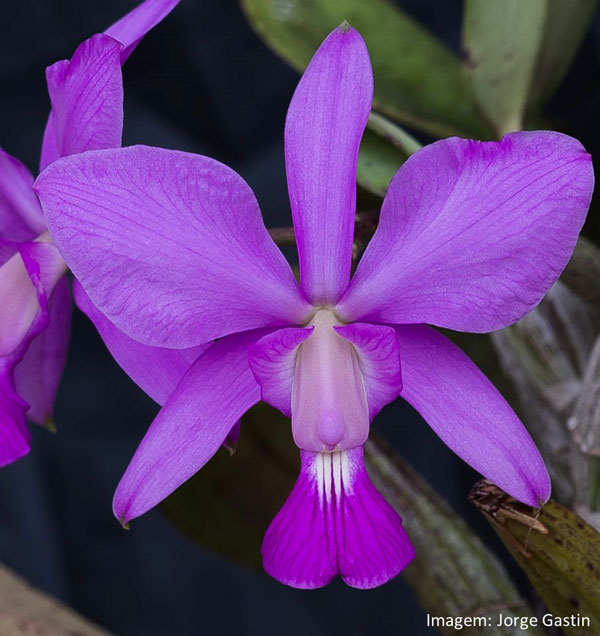 Muda orquídea Walkeriana Coerulea