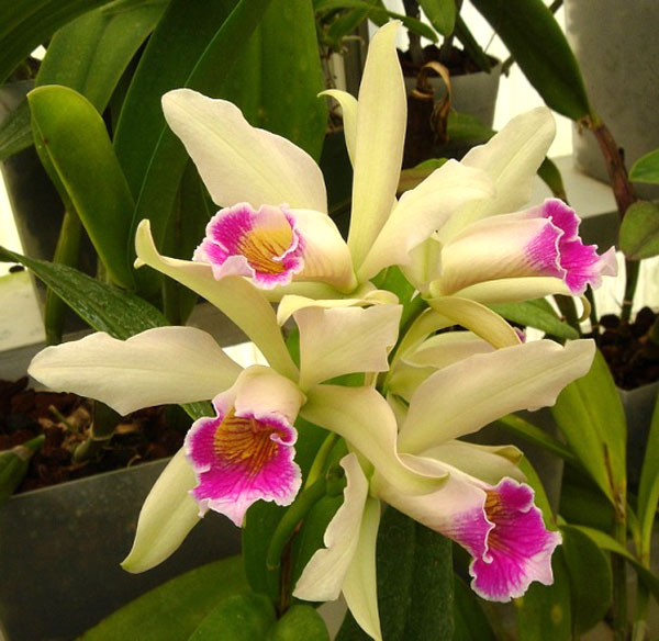 Muda orquídea cattleya forbesi laelia-purpurata