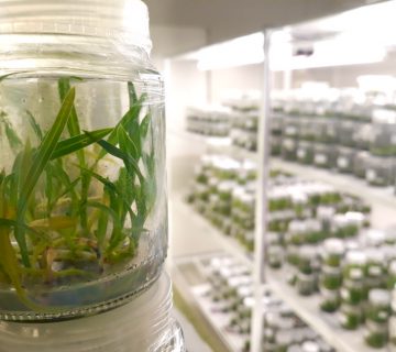 Micropropagação de mudas de orquídeas em laboratório