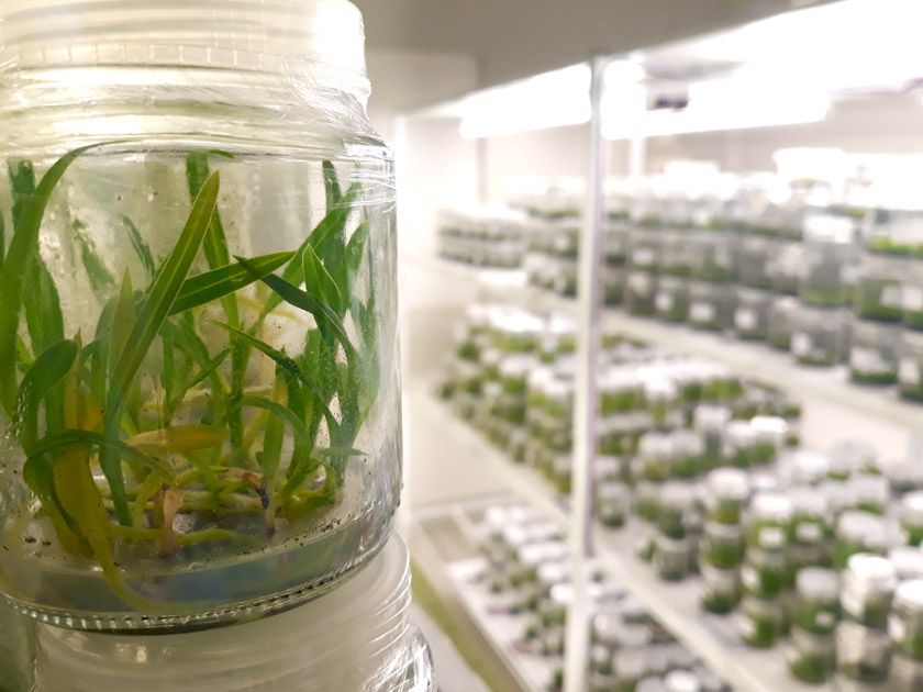 Orquídeas e a Micropropagação em Laboratório - Bioma Plantas