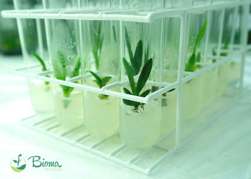 Cultivo de Meristemas