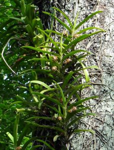 Classificação das orquídeas quanto ao crescimento - Bioma Plantas