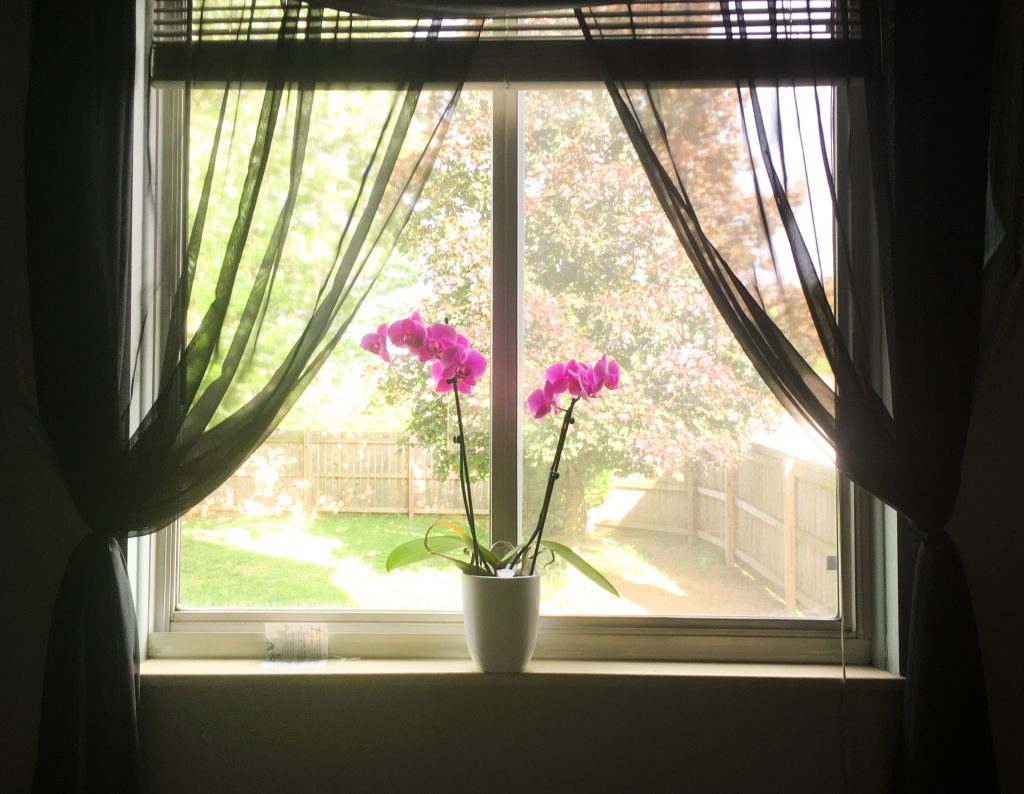 Orquídea em apartamento