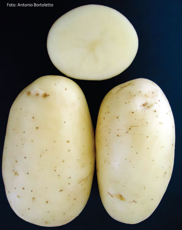 Batata Camila - Estefano Dranka Bioma Plantas