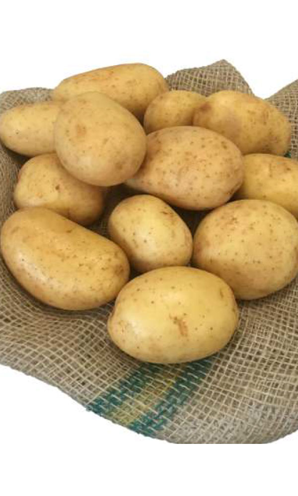 Batata Cecília - Estefano Dranka Bioma Plantas