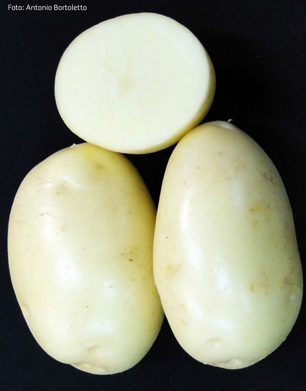 Batata Clara - Estefano Dranka Bioma Plantas